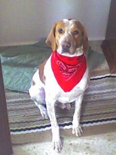 es un breton, un cruce entre podenco y ... (aora mismo no recuerdo al otra raza) un cruce perfecto para un buen perro de caza, aunk es un perfecto perro de compañia.